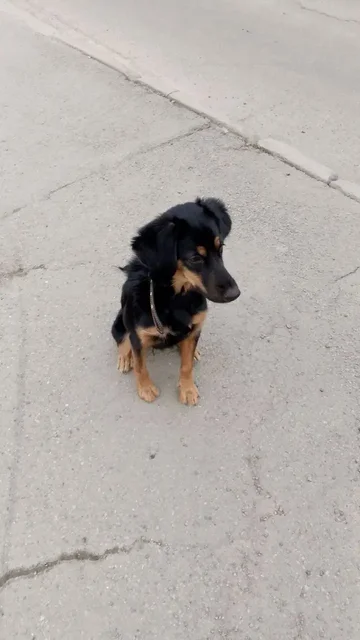 Найдена собака в Ново-Ленино - частное объявление в Ново-Ленино