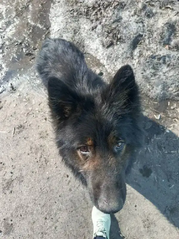 Потеряшка немецкой породы в Иркутске - Потерянные/найденные (Животные) в Иркутск