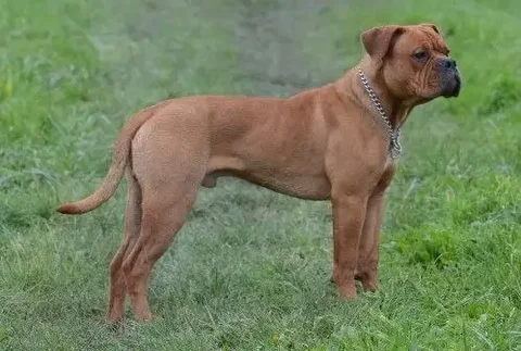 Потерявшаяся собака в районе университетского - Животные в Иркутск