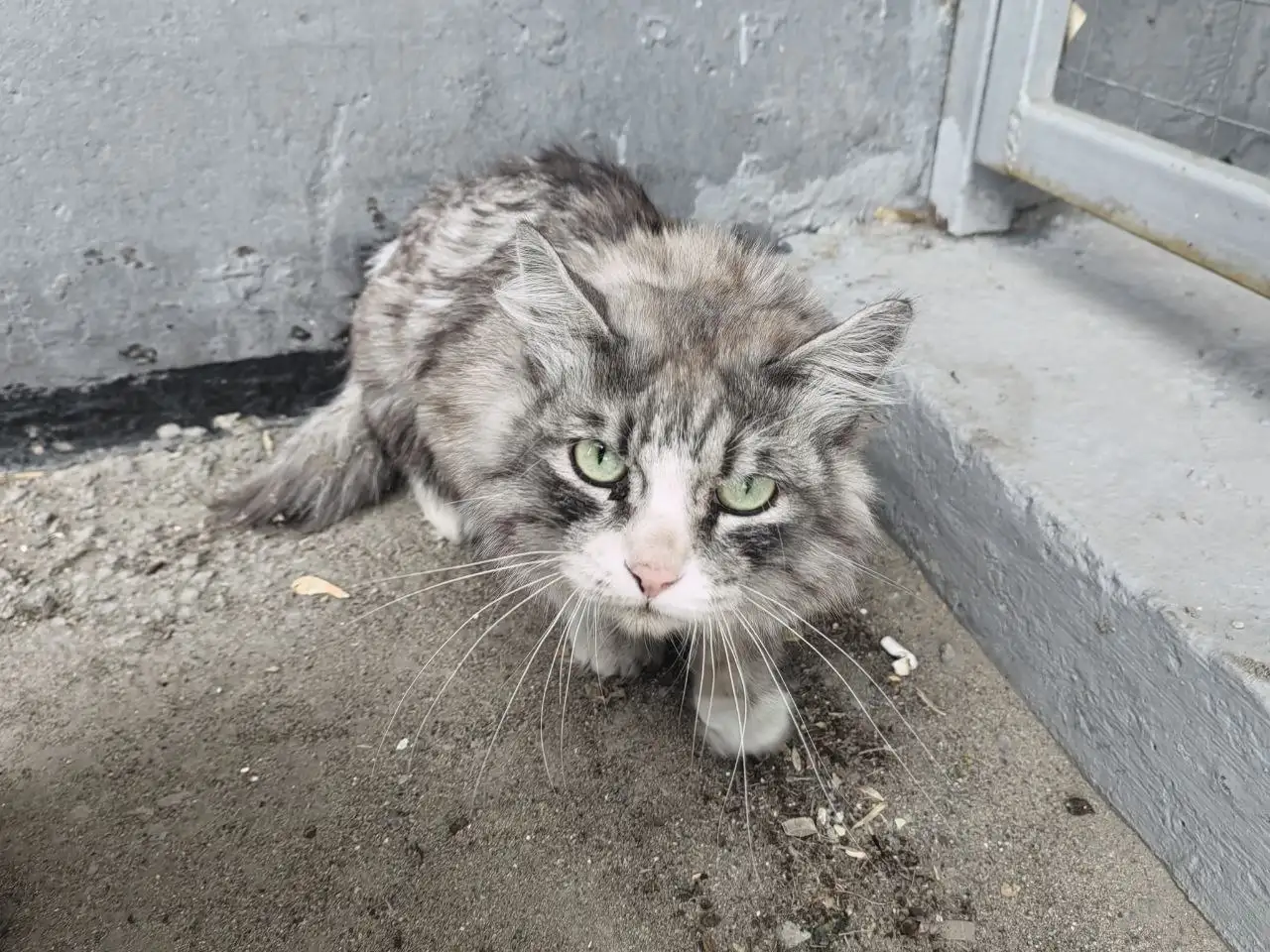 Потерявшийся кот в Иркутске, Ново Ленино - Кошки (Животные) в Иркутск