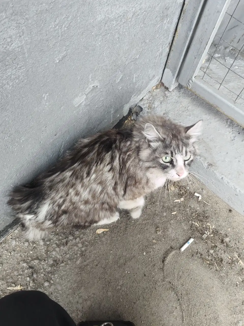 Потерявшийся кот в Иркутске, Ново Ленино - Кошки (Животные) в Иркутск