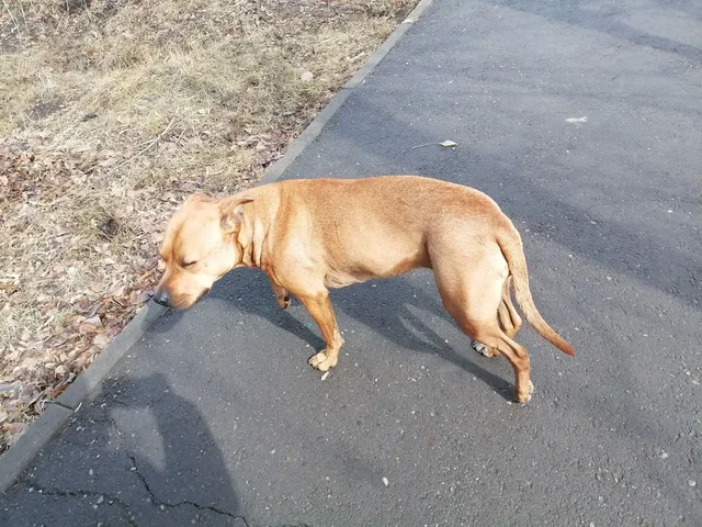 Потерявшаяся собака в Иркутске - Собаки в Иркутск