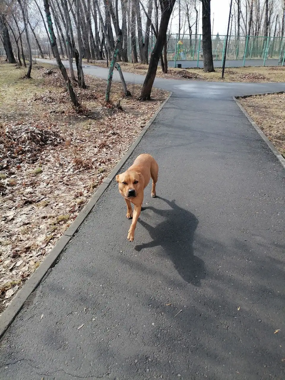 Потерявшаяся собака в Иркутске - Собаки (Животные) в Иркутск