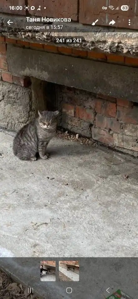 Пропал кот Британец в снт Правовед Мельничная Падь - Поиск животных (Животные) в Иркутск