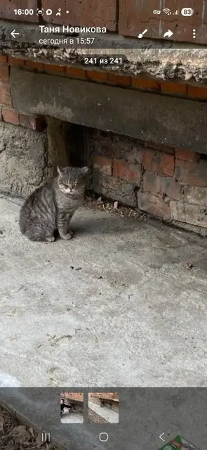 Пропал кот Британец в снт Правовед Мельничная Падь - частное объявление в Иркутск
