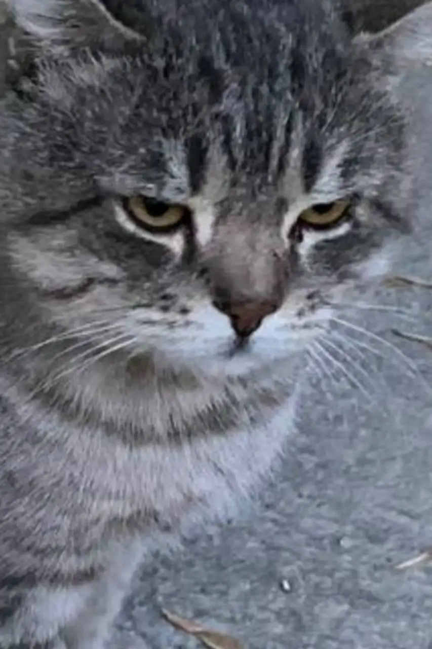 Пропал кот Британец в снт Правовед Мельничная Падь - Поиск животных (Животные) в Иркутск