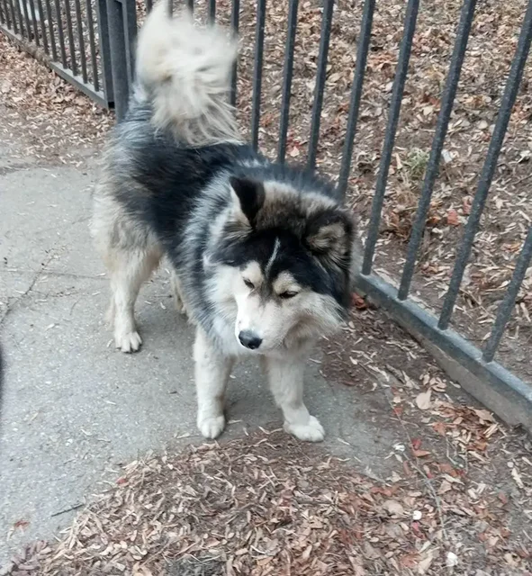 Потеряшка в Иркутске за Политехом - Собаки в Иркутск