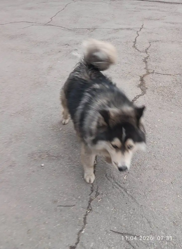 Потеряшка в Иркутске за Политехом - Собаки (Животные) в Иркутск