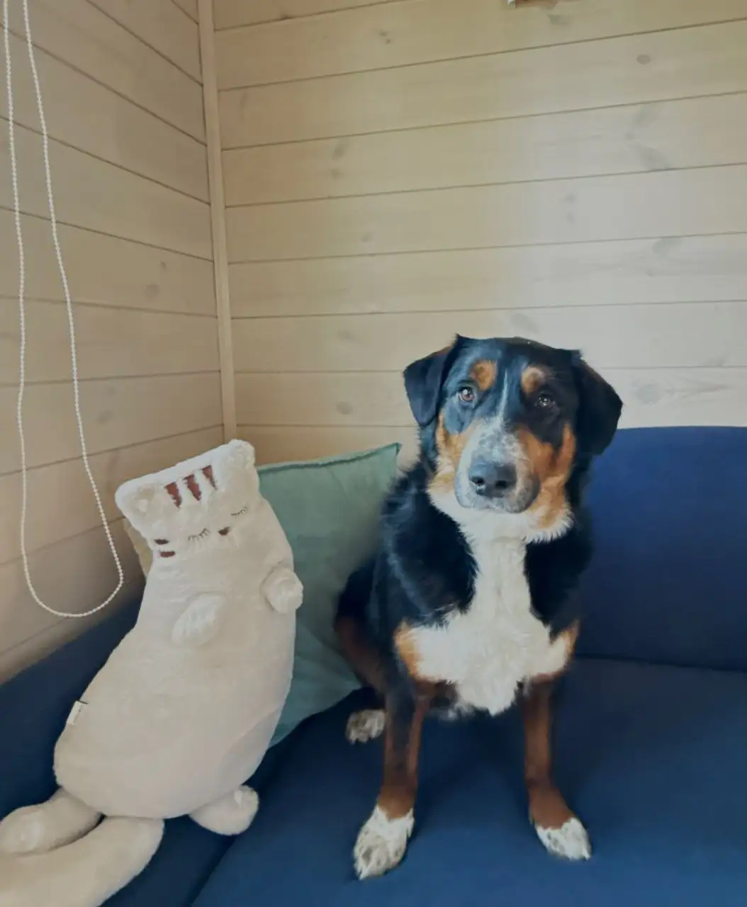 Найден пес Сэм в Иркутске - Собаки (Животные) в Иркутск