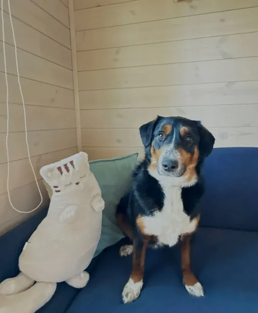 Найден пес Сэм в Иркутске - Животные в Иркутск