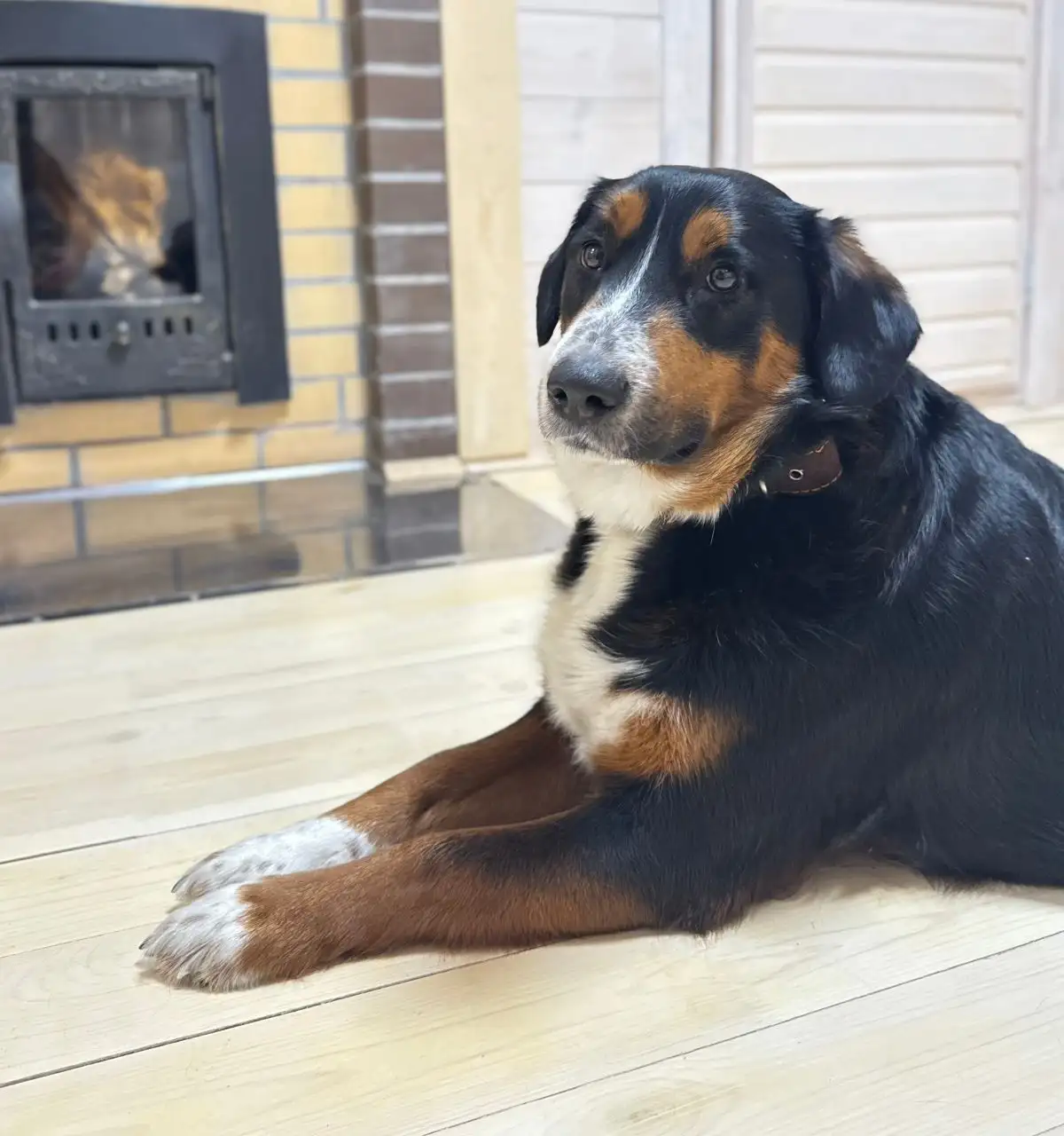 Найден пес Сэм в Иркутске - Собаки (Животные) в Иркутск