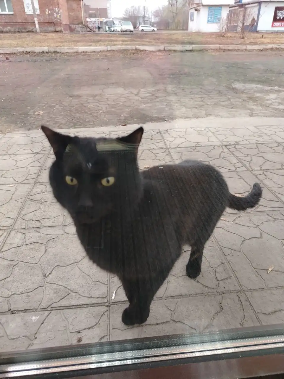 Потерявшийся кот в районе Севастопольская 243 - Животные в Иркутск