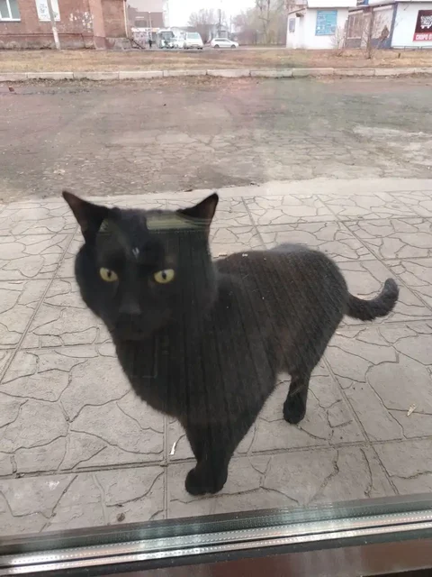 Потерявшийся кот в районе Севастопольская 243 - Животные в Иркутск