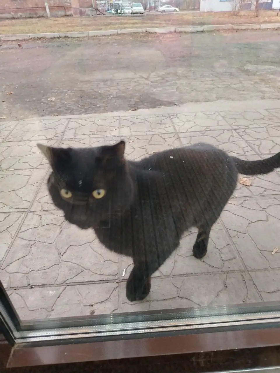 Потерявшийся кот в районе Севастопольская 243 - Животные в Иркутск