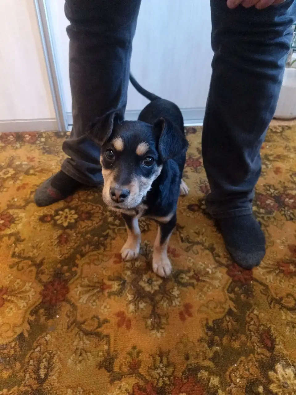 Найден щенок девочка в Иркутске - Собаки (Животные) в Иркутск