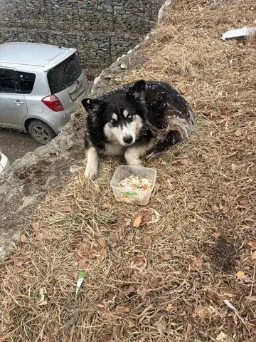 Найденная собака породы хаски в Иркутске - частное объявление в Иркутск