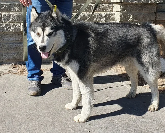 Потерянный кобель Хаски в Иркутске - Животные в Иркутск