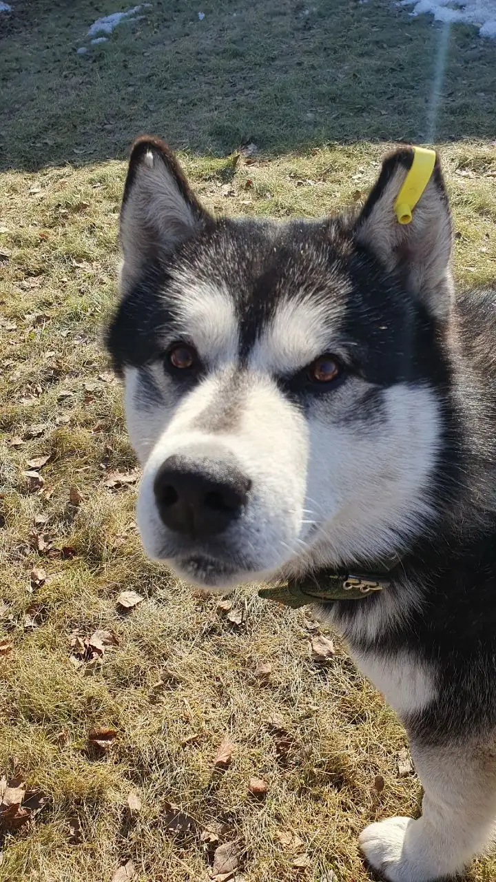 Потерянный кобель Хаски в Иркутске - Собаки (Животные) в Иркутск