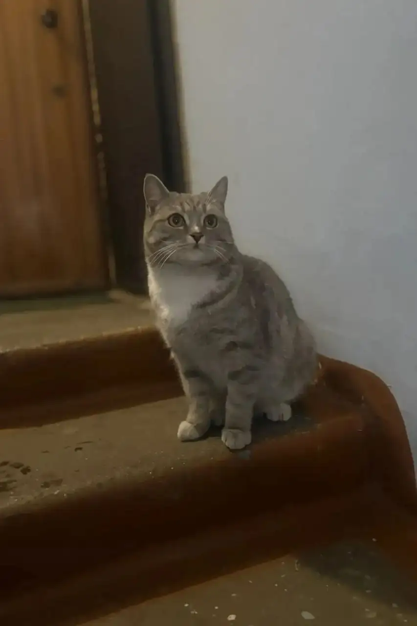 Потерянный кот в Шелехове - Кошки (Животные) в Шелехов