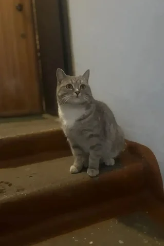 Потерянный кот в Шелехове - Животные в Шелехов