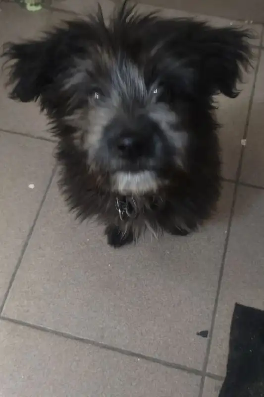 Потерянная собака найдена во дворе на ул. Баумана - Собаки (Животные) в Иркутск