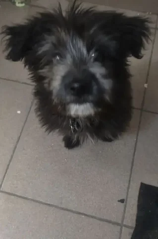 Потерянная собака найдена во дворе на ул. Баумана - Животные в Иркутск