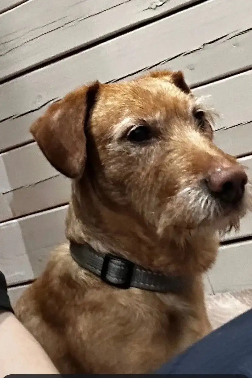 Найден мальчишка с серым ошейником - Потерянные/найденные (Животные) в Иркутск