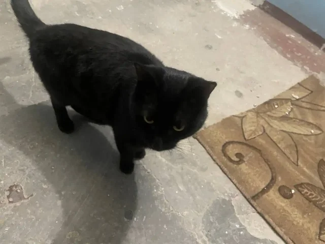 Найденная собака в подъезде Ново-Ленино - Животные в Иркутск