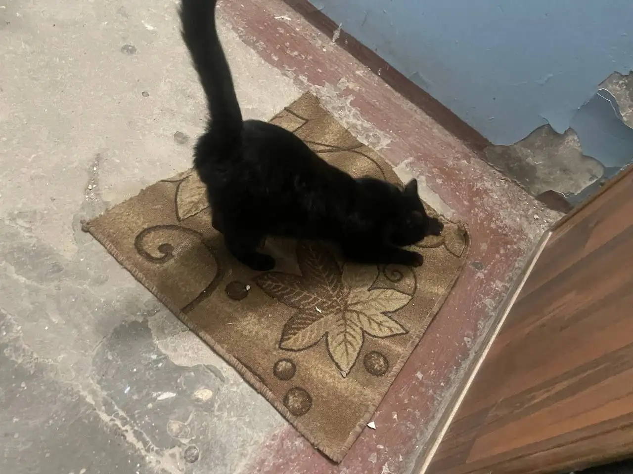 Найденная собака в подъезде Ново-Ленино - Собаки (Животные) в Иркутск