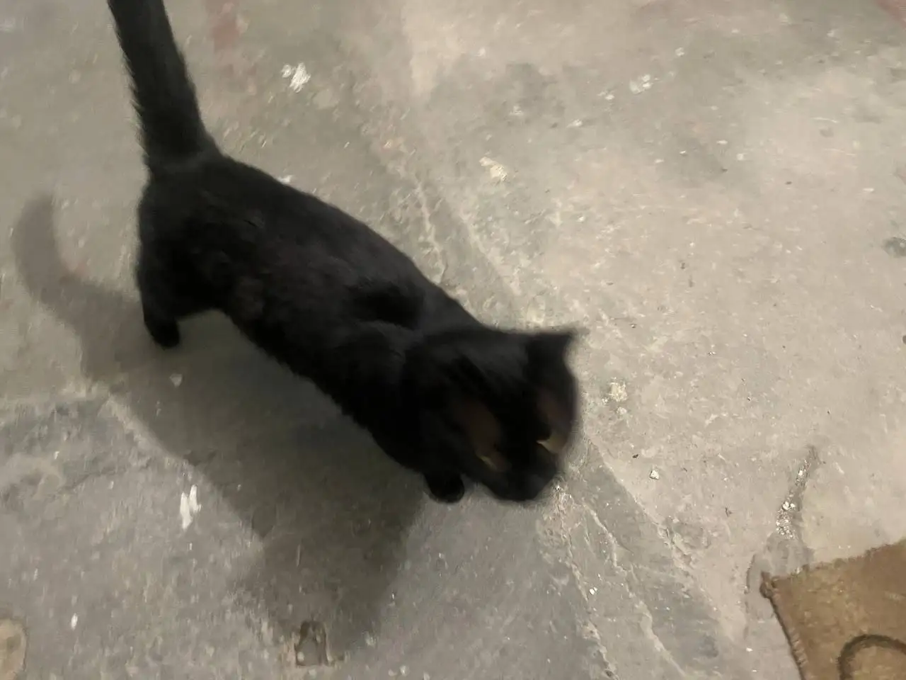 Найденная собака в подъезде Ново-Ленино - Собаки (Животные) в Иркутск