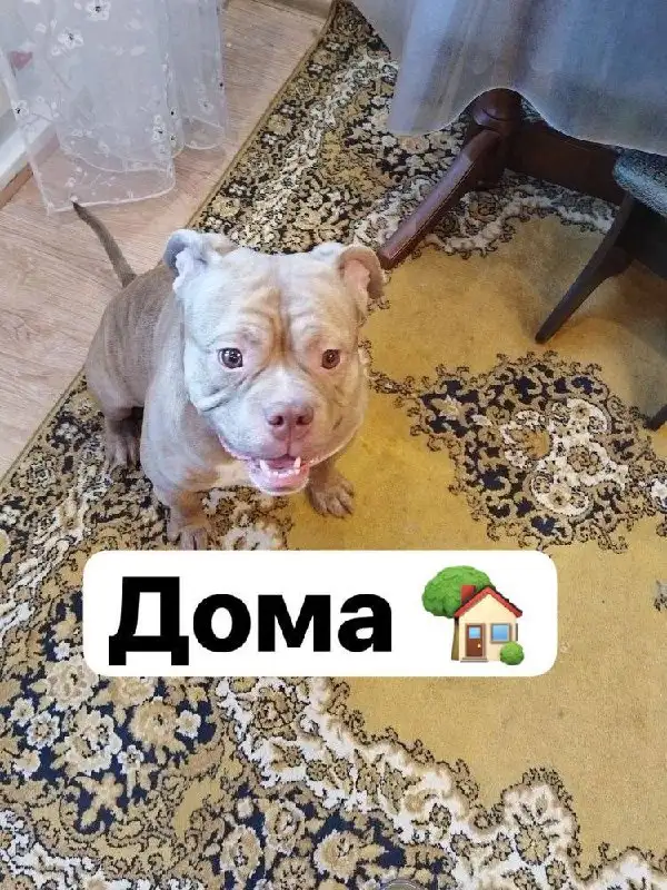 Потеряшка Иркутск - Животные в Иркутск