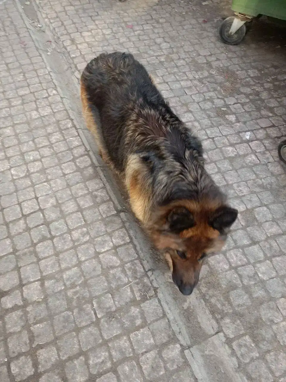 Потерявшаяся собака в центре Иркутска - Собаки (Животные) в Иркутск