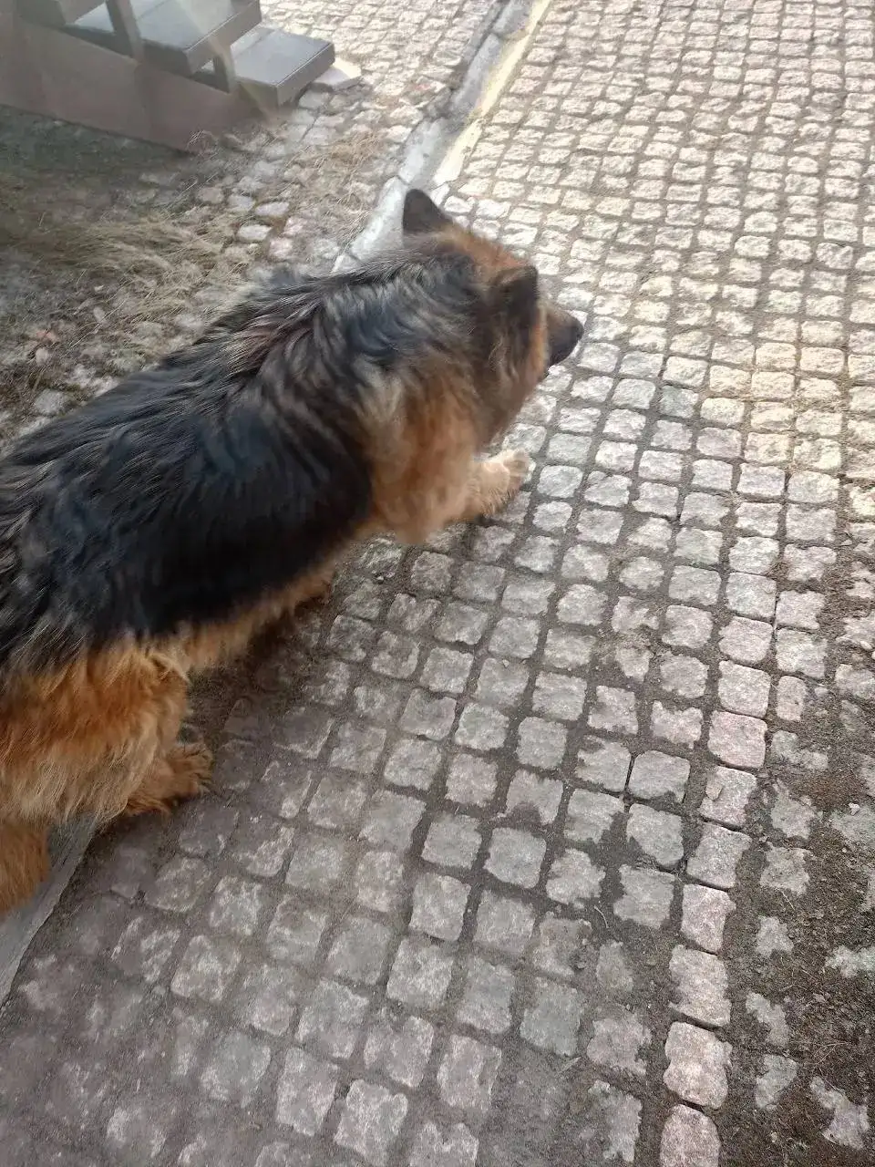 Потерявшаяся собака в центре Иркутска - Собаки (Животные) в Иркутск