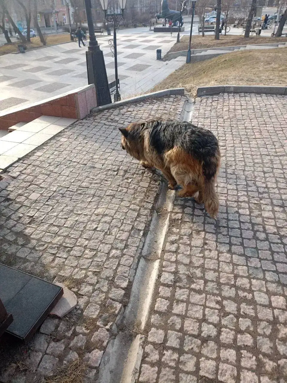 Потерявшаяся собака в центре Иркутска - Собаки (Животные) в Иркутск