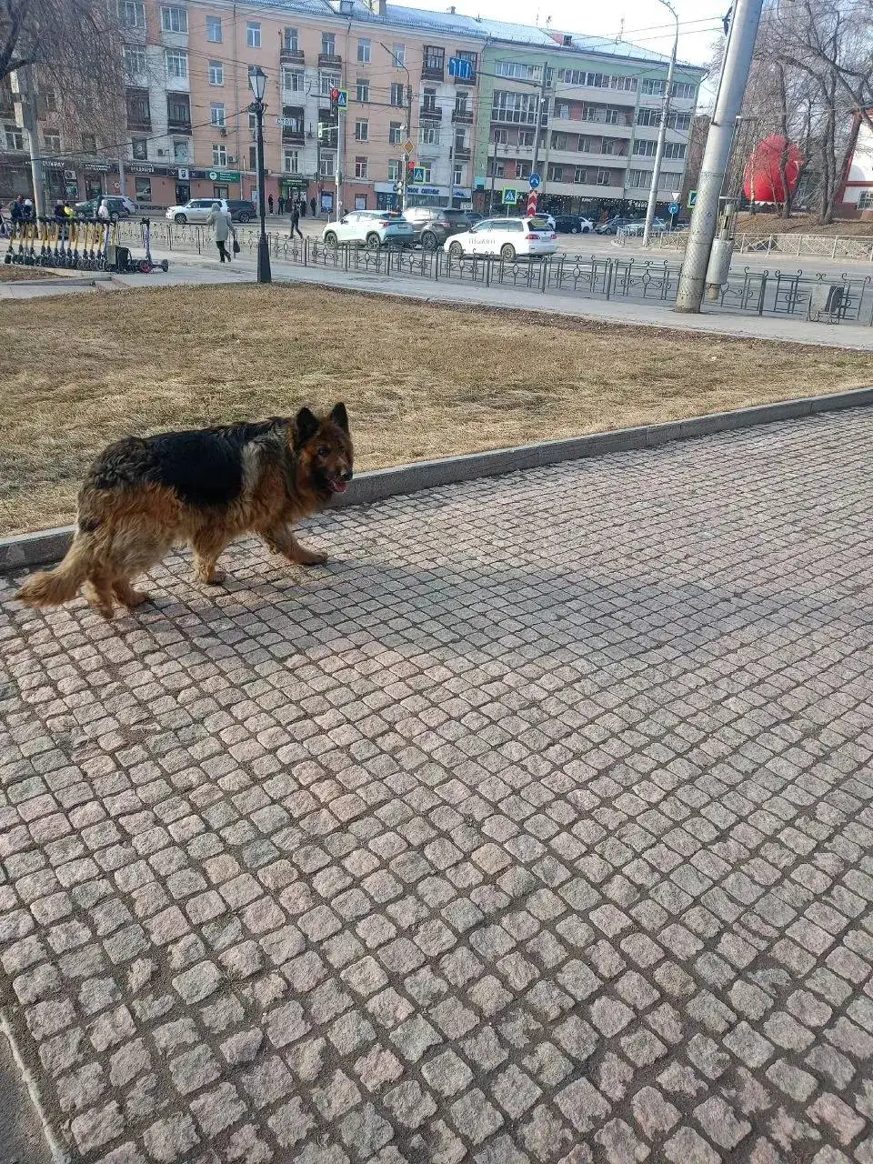 Потерявшаяся собака в центре Иркутска - Собаки (Животные) в Иркутск