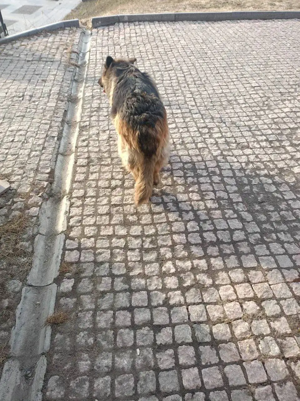 Потерявшаяся собака в центре Иркутска - Собаки (Животные) в Иркутск