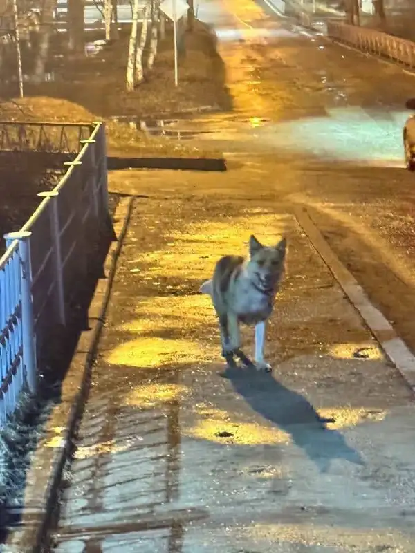 Потерянная собака на улице Депутатская в Иркутске - Животные в Иркутск