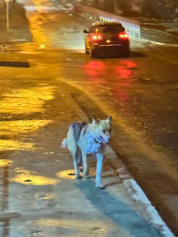 Потерянная собака на улице Депутатская в Иркутске - Животные в Иркутск