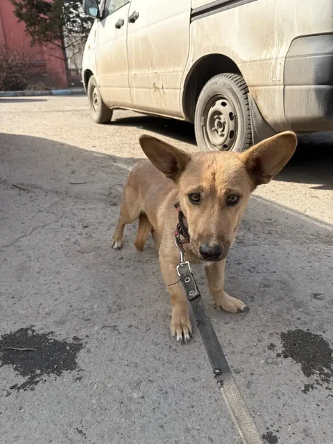 Найдена собака в Иркутске - Собаки в Иркутск
