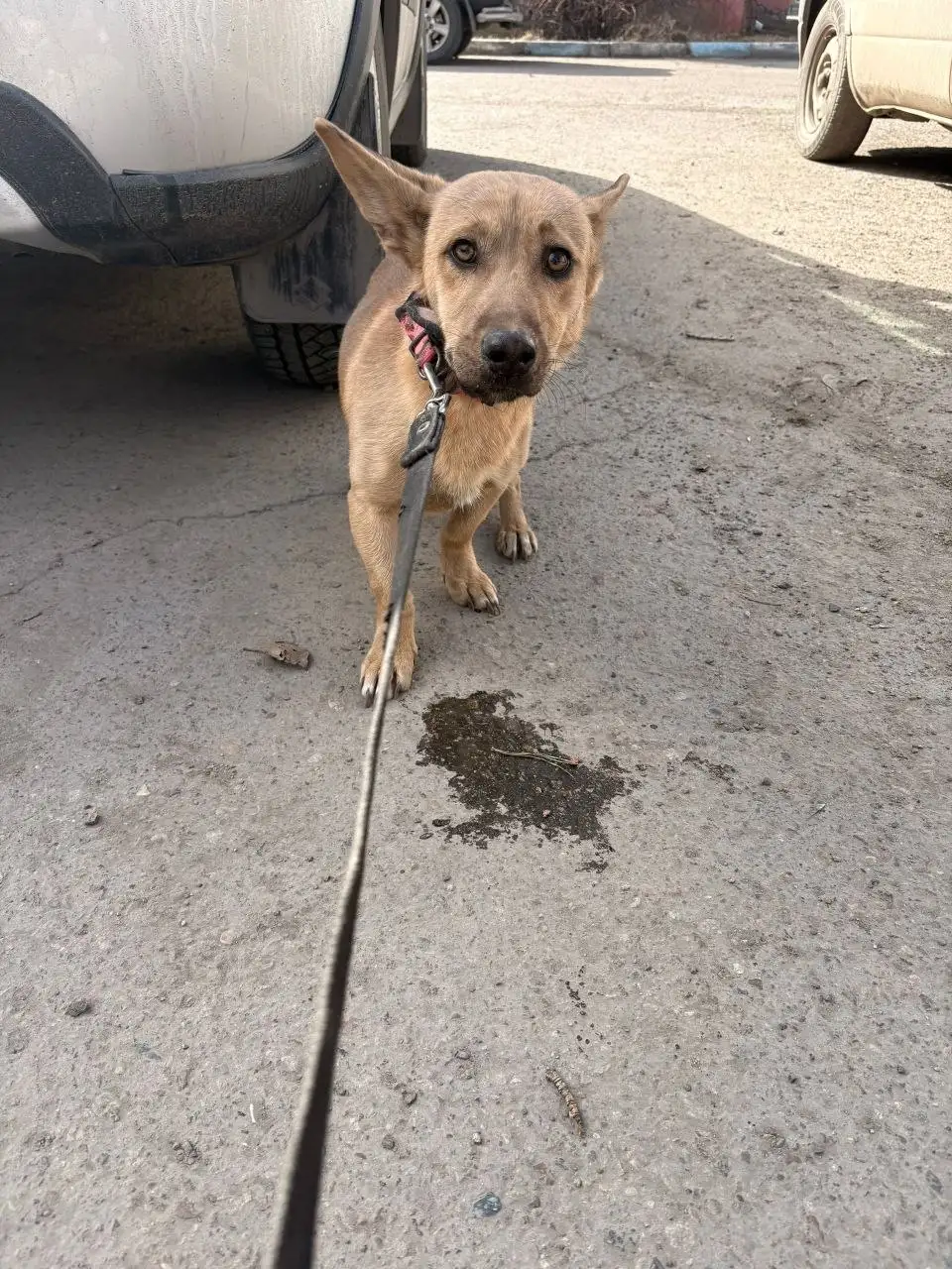 Найдена собака в Иркутске - Собаки (Животные) в Иркутск