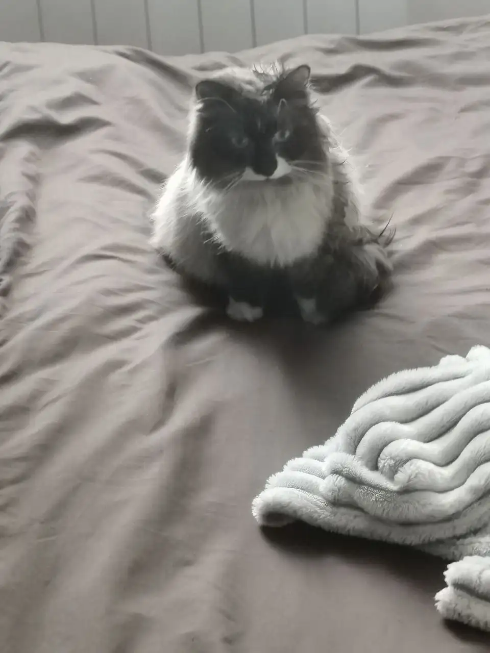 Найден кот в Ангарске - Животные в Ангарск