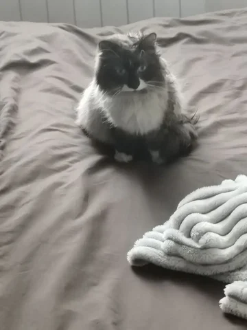 Найден кот в Ангарске - Одежда для животных в Ангарск