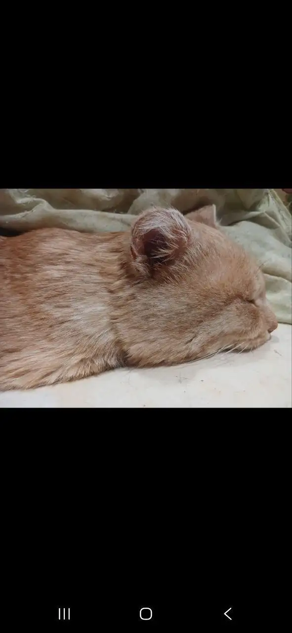 Потерялся кот Боря в Иркутске - Потерянные животные (Животные) в Иркутск