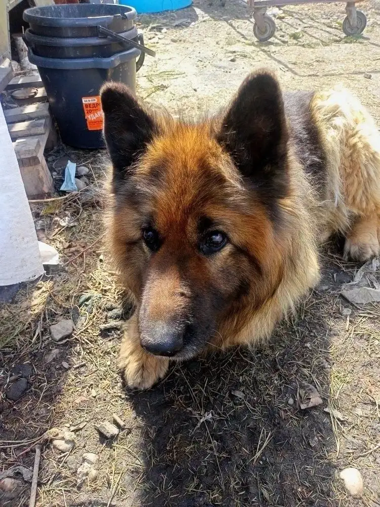 Найден немецкий кобель в Иркутске - Собаки (Животные) в Иркутск