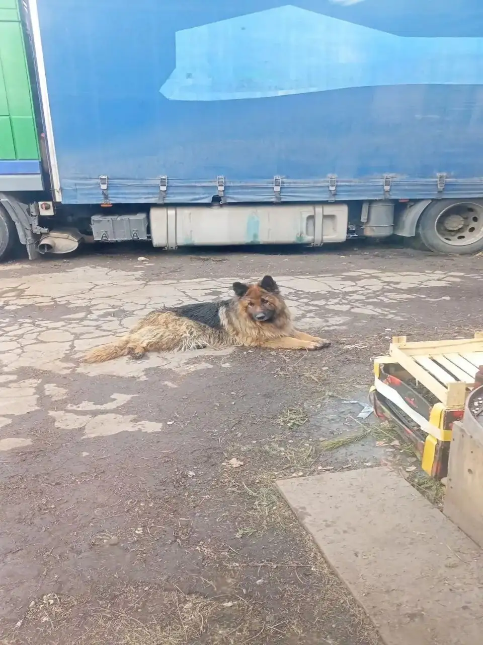 Найден немецкий кобель в Иркутске - Собаки (Животные) в Иркутск