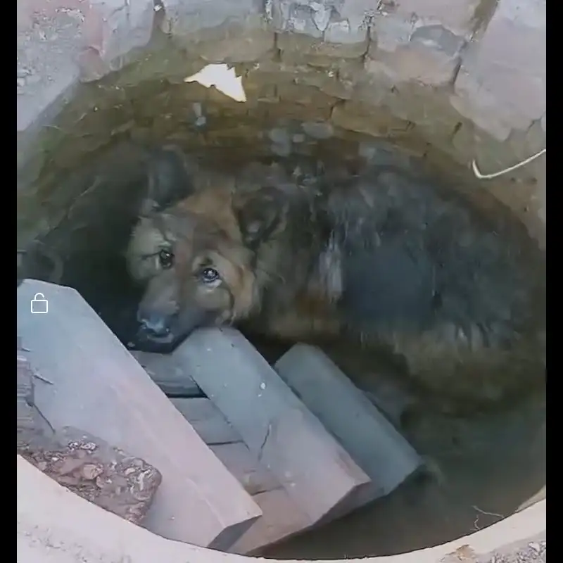 Найден немецкий кобель в Иркутске - Собаки (Животные) в Иркутск