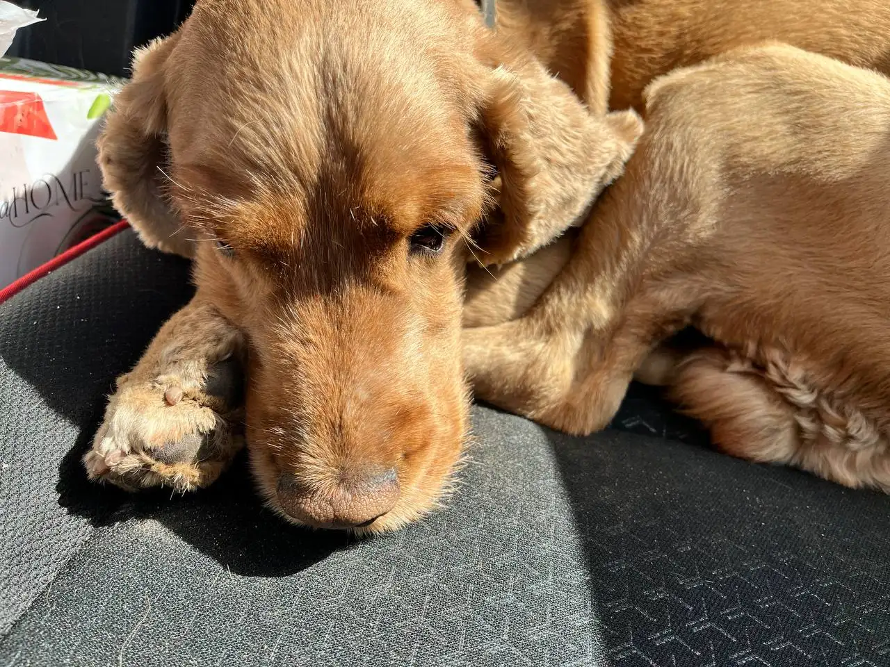 Найден спаниель в Иркутске - Собаки (Животные) в Иркутск