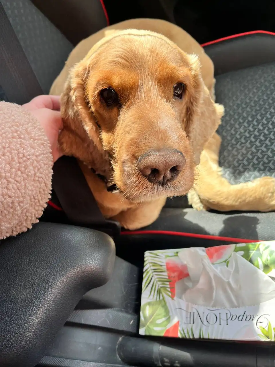 Найден спаниель в Иркутске - Собаки (Животные) в Иркутск