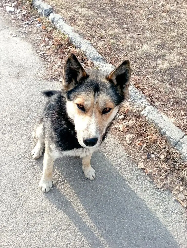 Поиск хозяина для найденной собаки в Иркутске - Собаки (Животные) в Иркутск