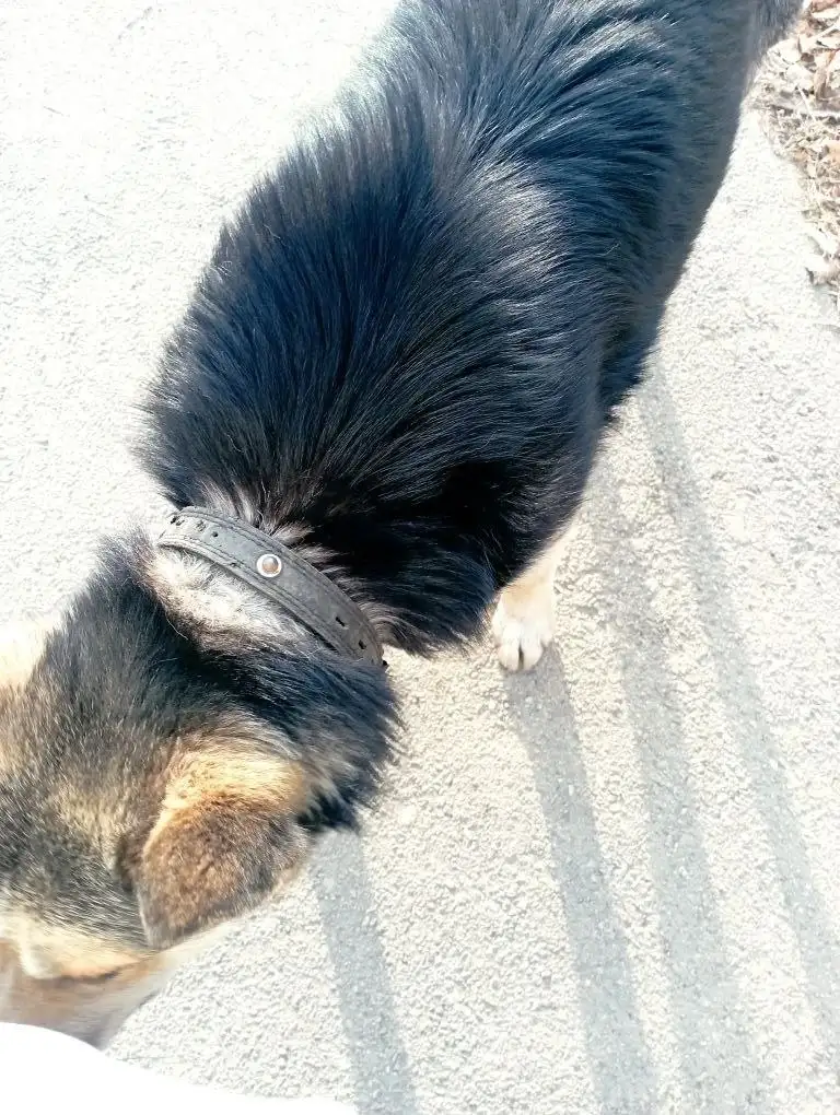 Поиск хозяина для найденной собаки в Иркутске - Собаки (Животные) в Иркутск